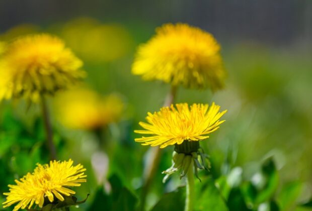 Ierburile din farmacia dacilor, căutate de români primăvara. Cât de sănătoase sunt urzica, leurda, izma și păpădia