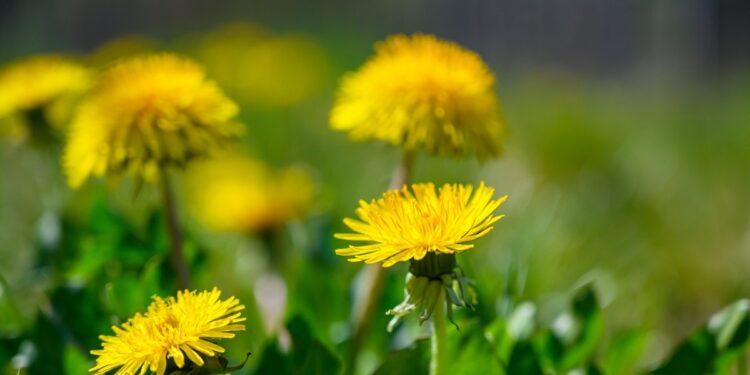 Ierburile din farmacia dacilor, căutate de români primăvara. Cât de sănătoase sunt urzica, leurda, izma și păpădia