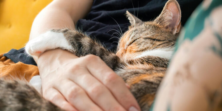 Virusul prezent în România, foarte periculos: ”Se transmite la vacă, la oaie, la pisică și la om și este mortal”