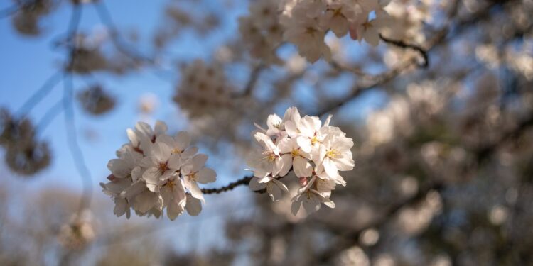 Cum va fi vremea în următoarele două săptămâni. Va fi și un episod de răcire semnificativă