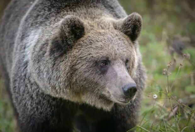 Ursul care l-a atacat pe șeful Salvamont Predeal a fost împușcat / Bărbatul va fi transferat cu avionul la Spitalul Floreasca