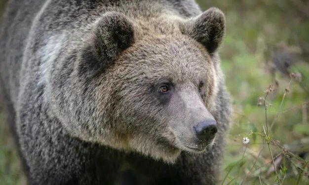 Ursul care l-a atacat pe șeful Salvamont Predeal a fost împușcat / Bărbatul va fi transferat cu avionul la Spitalul Floreasca