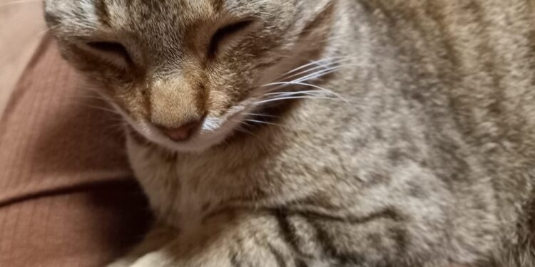 Ce vârstă are cu adevărat pisica ta. Cum se calculează primul an pisicesc în ani umani