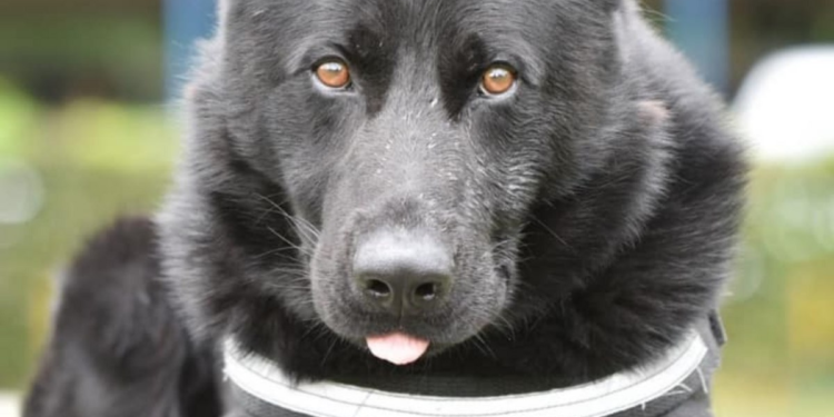 Șuier, celebrul câine polițist, a ieșit la pensie. „În ultimii 7 ani a fost simbolul luptei antidrog”