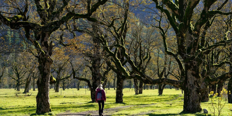 Un bărbat de 27 de ani a decedat, iar o femeie a fost rănită după ce un copac a căzut peste cei doi pe Aleea de sub Tâmpa din Braşov