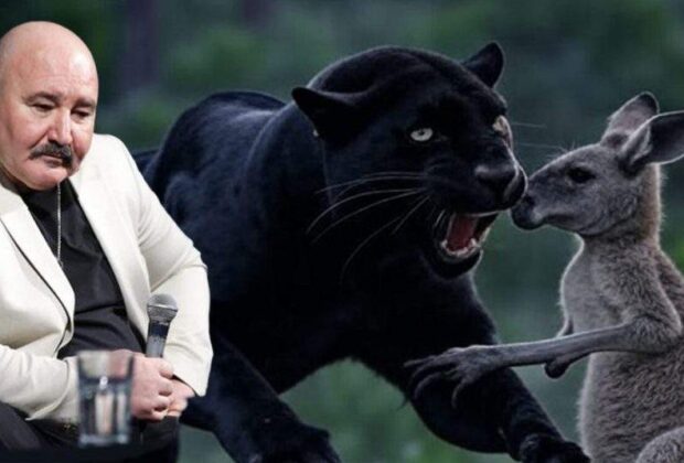 Prăpăd! Pantera din Bulgaria i-a mâncat cangurii lui Nuțu Cămătaru