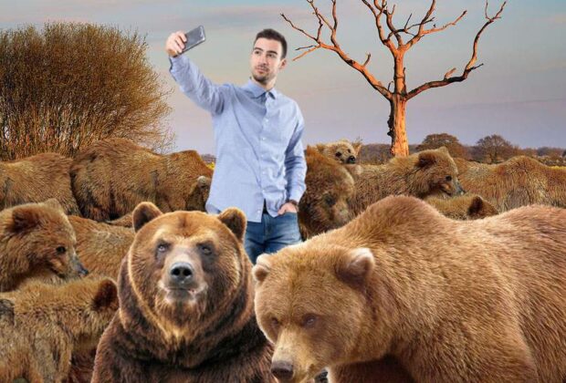 Pedepse dure! Șoferii care opresc să filmeze urși vor avea Tik Tok-ul suspendat șase luni