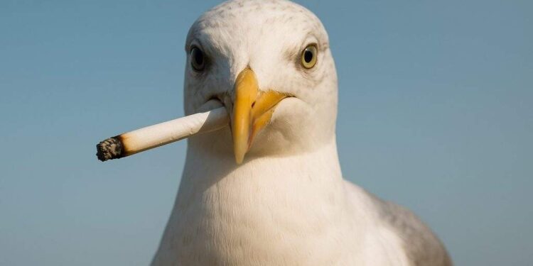 Un pescăruş drogat terorizează Costineştiul după ce a ciugulit chiştoace la Beach Please