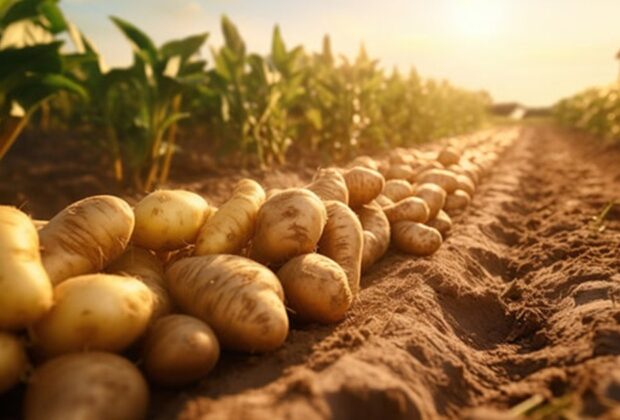 Ministrul Agriculturii a cerut ANAF să verifice de ce crește atât de mult prețul cartofilor