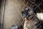 Tânăr de 21 de ani, cu răni grave după ce a fost atacat în Munții Făgăraș de câini din rasa Kangal