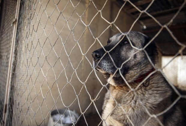 Tânăr de 21 de ani, cu răni grave după ce a fost atacat în Munții Făgăraș de câini din rasa Kangal
