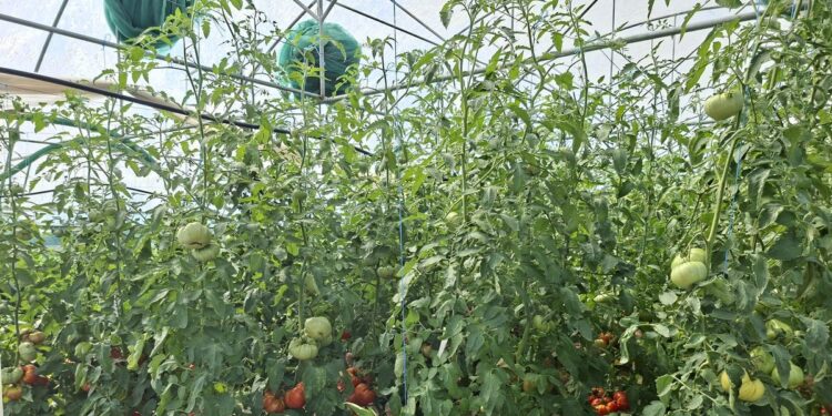 Bondarii și prădătorii, aliații legumicultorilor