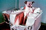 Ce s-a întâmplat de fapt cu Laika, câinele trimis în spațiu de sovietici?