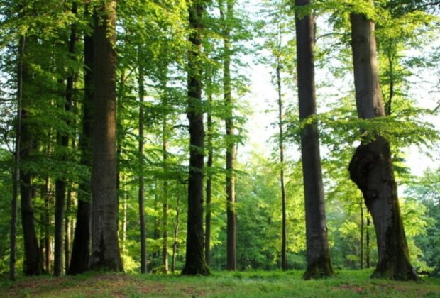 Ikea, acuzată că ar folosi lemn din pădurile seculare ale României: Respectăm legislația și standardele FSC