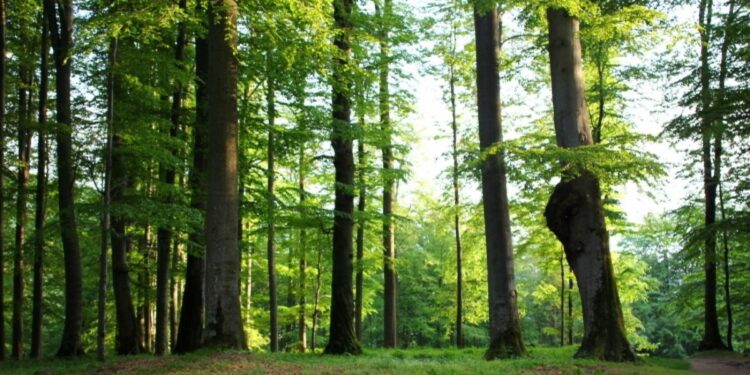 Ikea, acuzată că ar folosi lemn din pădurile seculare ale României: Respectăm legislația și standardele FSC