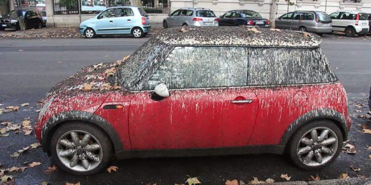 Armata nu are cadrul legislativ pentru a doborî porumbeii care se găinățează pe mașini