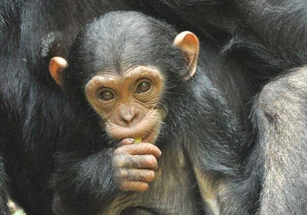 Emoţii la Zoo Băneasa! Cimpanzeul Bobo, favorit la preselecţia pentru Insula Iubirii 2026