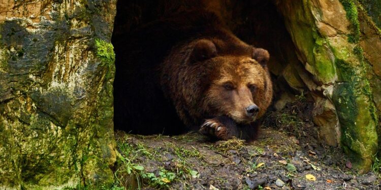 Ar trebui să ne temem de urșii din Carpați? „Uneori e un moșneag bondoc. Alteori atacă fără motiv”