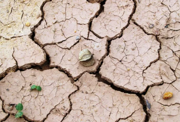 Seceta distruge recoltele fermierilor din Europa: „Am pierdut tot. E devastator. Mi se frânge inima”