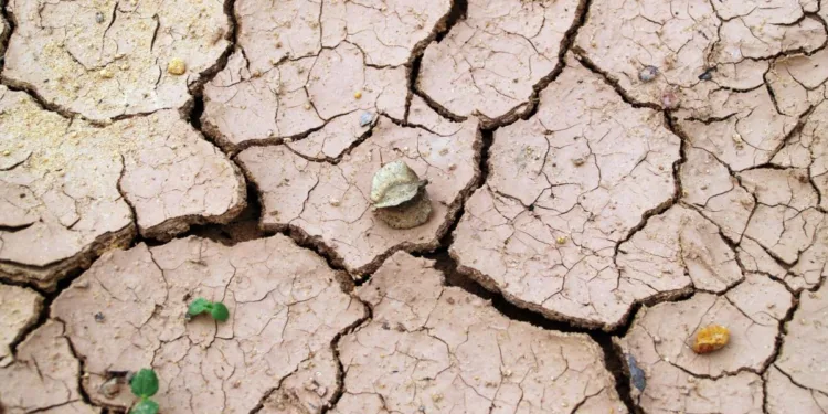 Seceta distruge recoltele fermierilor din Europa: „Am pierdut tot. E devastator. Mi se frânge inima”