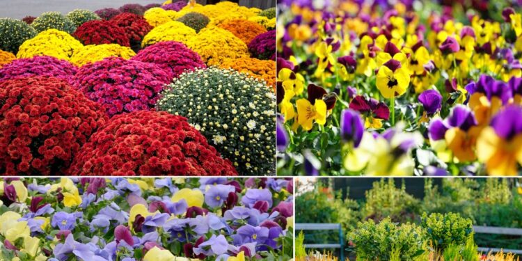 Plante perfecte pentru toamnă. Floarea miraculoasă care înflorește în frig și aduce culoare instant pe balcon și în grădină