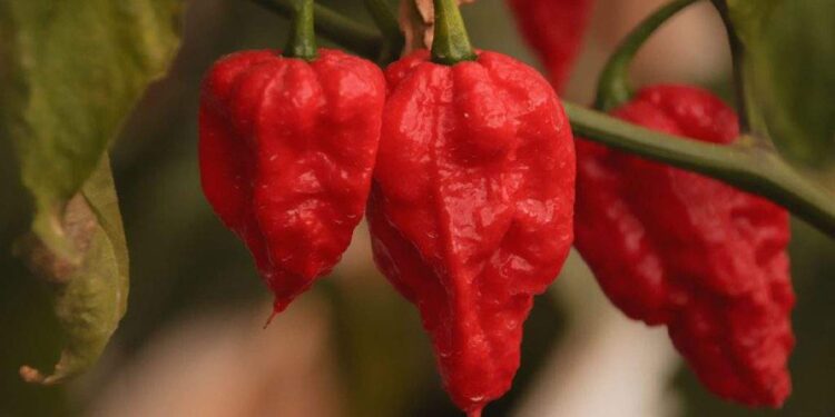 Doliu în lumea cururilor după ce la Buzău a fost creat cel mai iute ardei din lume