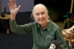 A murit celebra cercetătoare Jane Goodall, pionieră în studiul aprofundat al cimpanzeilor şi apărătoare a vieţii sălbatice