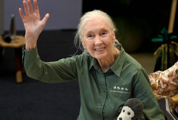 A murit celebra cercetătoare Jane Goodall, pionieră în studiul aprofundat al cimpanzeilor şi apărătoare a vieţii sălbatice