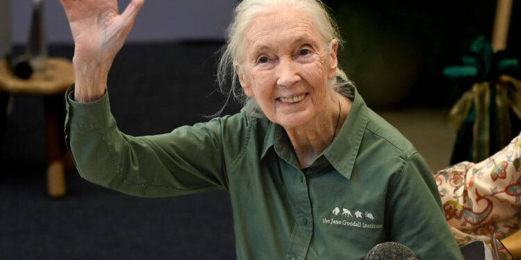 A murit celebra cercetătoare Jane Goodall, pionieră în studiul aprofundat al cimpanzeilor şi apărătoare a vieţii sălbatice