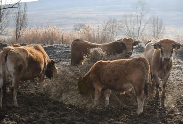 Măsuri de protejare a animalelor în județele aflate sub COD ROȘU