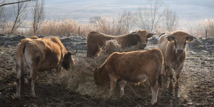 Măsuri de protejare a animalelor în județele aflate sub COD ROȘU
