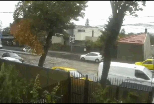 Un copac a căzut peste o mașină în mers, în Capitală. Momentul, surprins de camerele de supraveghere