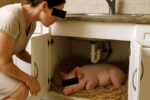 Combatem risipa alimentară! Fiecare român va fi obligat să crească un porc sub chiuvetă