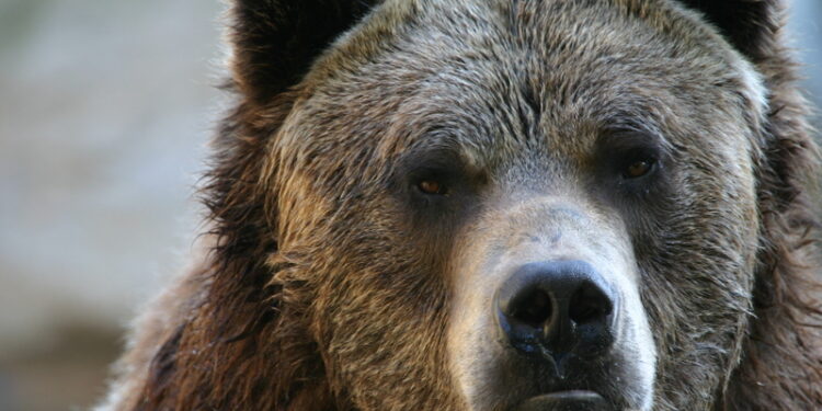 Mesaj RO-Alert după ce a fost semnalată prezența unui urs în curtea unei școli din Alba