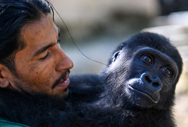 Un pui de gorilă, subiect de dispută între Turcia și Nigeria. „Nu există nicio logică în acțiunile guvernului turc”