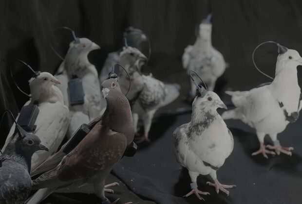 Rușii testează „porumbei-spioni” controlați prin cipuri cerebrale. Biodronele lui Putin ridică întrebări sumbre despre etică și militarizare