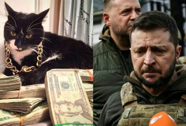 Motanul lui Zelenski, arestat pentru delapidare de crănțănele din fonduri NATO