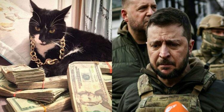 Motanul lui Zelenski, arestat pentru delapidare de crănțănele din fonduri NATO