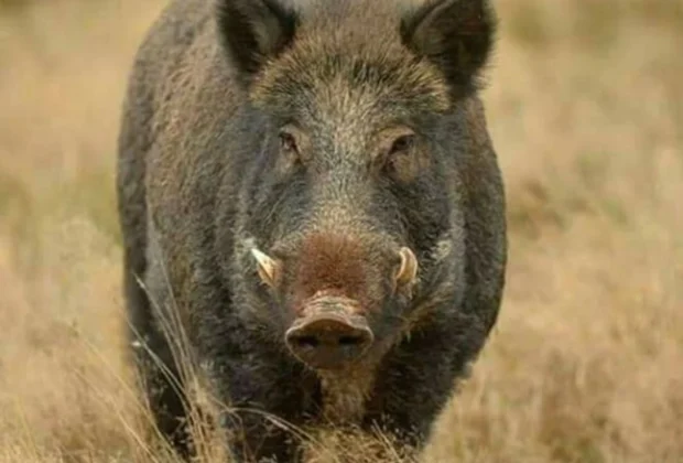 Caz de trichineloză depistat la un porc mistreţ pe fond de vânătoare