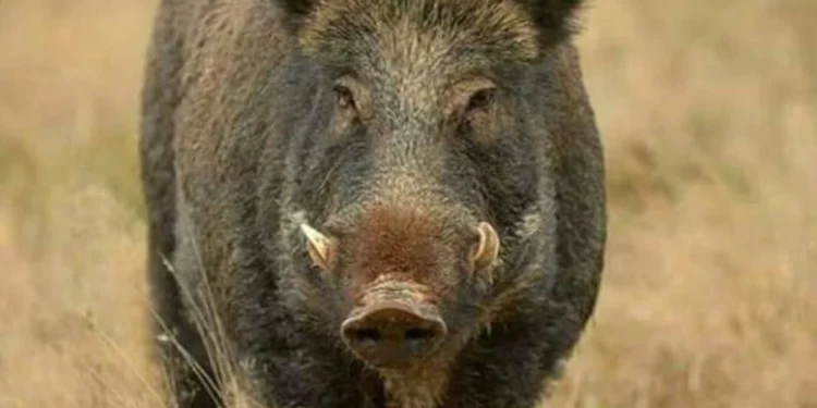 Caz de trichineloză depistat la un porc mistreţ pe fond de vânătoare