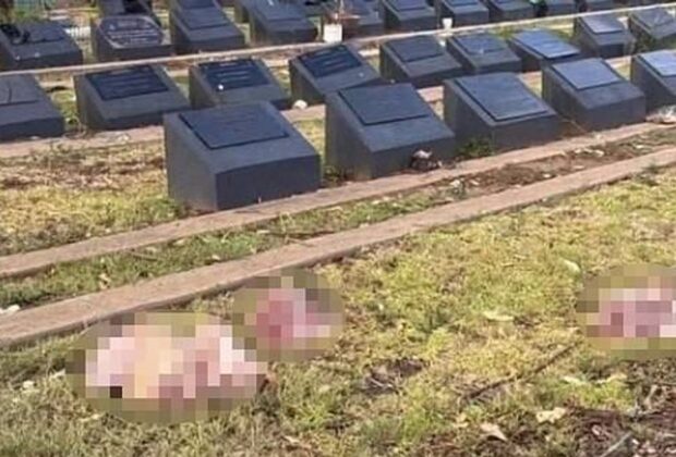 Capete de porc aruncate pe morminte musulmane în Sydney, după atacul terorist de pe Plaja Bondi: „Nu face decât să alimenteze furia, durerea și divizarea”