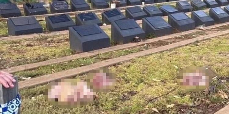 Capete de porc aruncate pe morminte musulmane în Sydney, după atacul terorist de pe Plaja Bondi: „Nu face decât să alimenteze furia, durerea și divizarea”