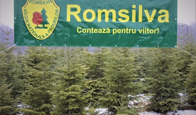 Venituri de aproape şapte milioane de euro din valorificarea produselor nelemnoase, vânătoare şi salmonicultură, la 11 luni pentru Romsilva