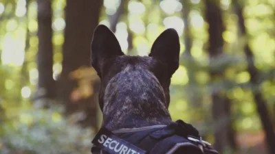 Şuier, unul dintre cei mai cunoscuți câini polițiști din România, a murit