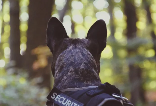 Şuier, unul dintre cei mai cunoscuți câini polițiști din România, a murit