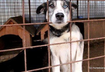 Taxa pentru câinii fără stăpân inflamează opinia publică: „Mai bine amenzi usturătoare pentru abandon”