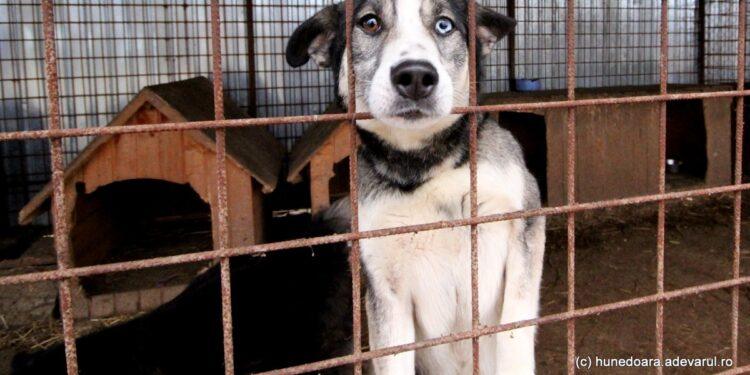 Taxa pentru câinii fără stăpân inflamează opinia publică: „Mai bine amenzi usturătoare pentru abandon”