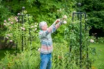 Micul truc pe care trebuie să-l faci în luna februarie pentru a avea niște trandafiri superbi în primăvară