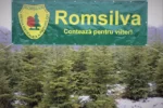 Romsilva to regenerate 7,112 hectares of state-owned forest this spring