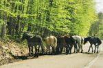 România, cutreierată de mii de cai sălbăticiți. Locurile unde pot fi întâlnite hergheliile libere
